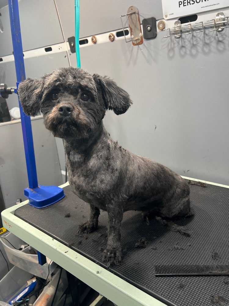 Dog Pet Photo