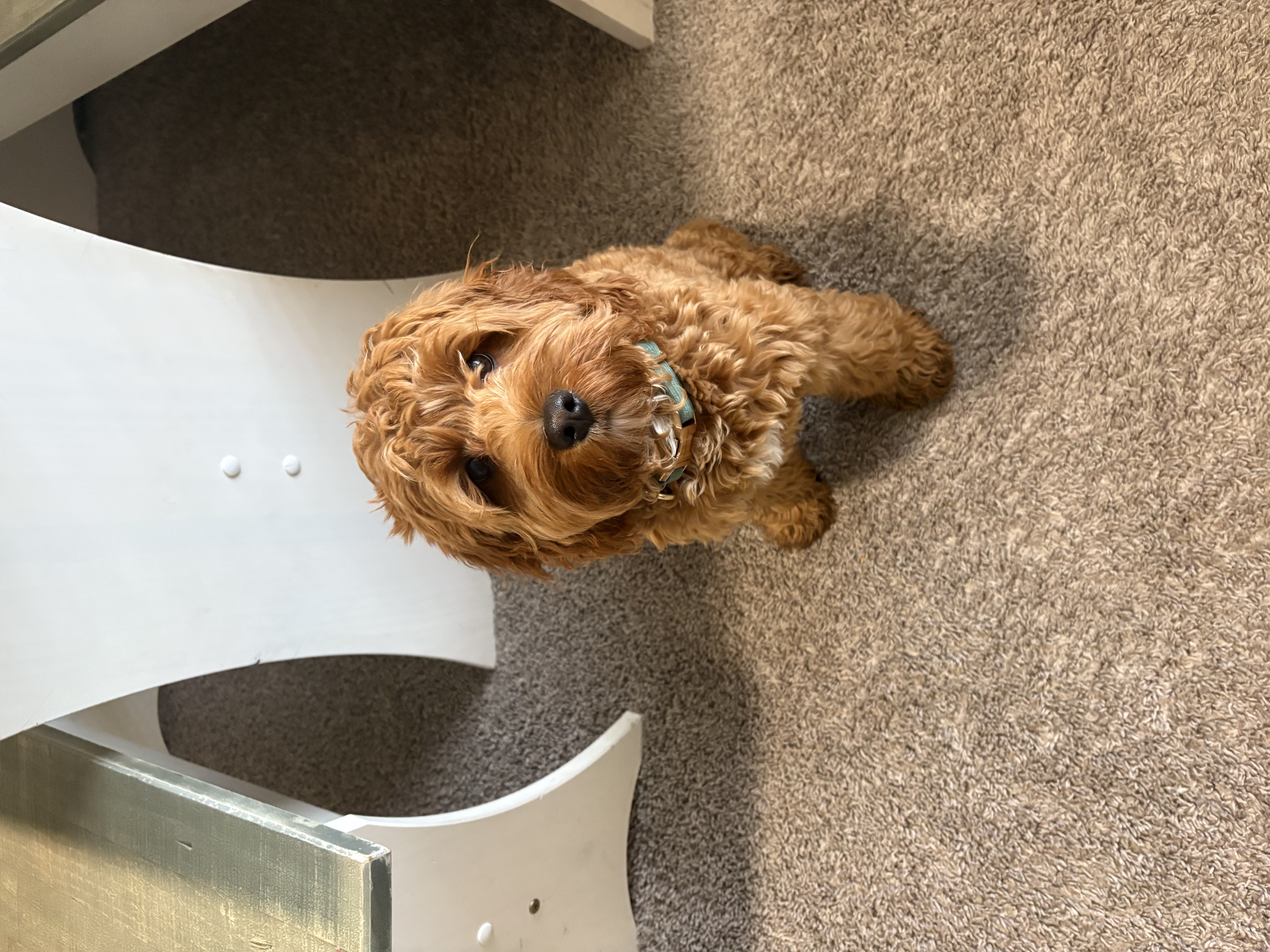 Dog Pet Photo
