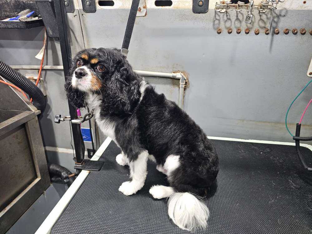 Pet