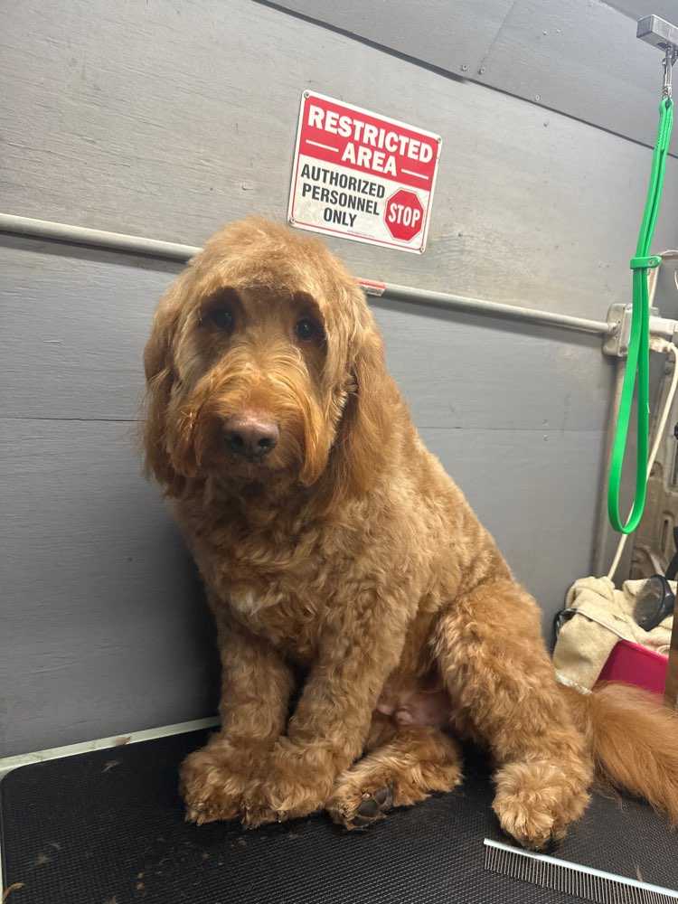 Simba