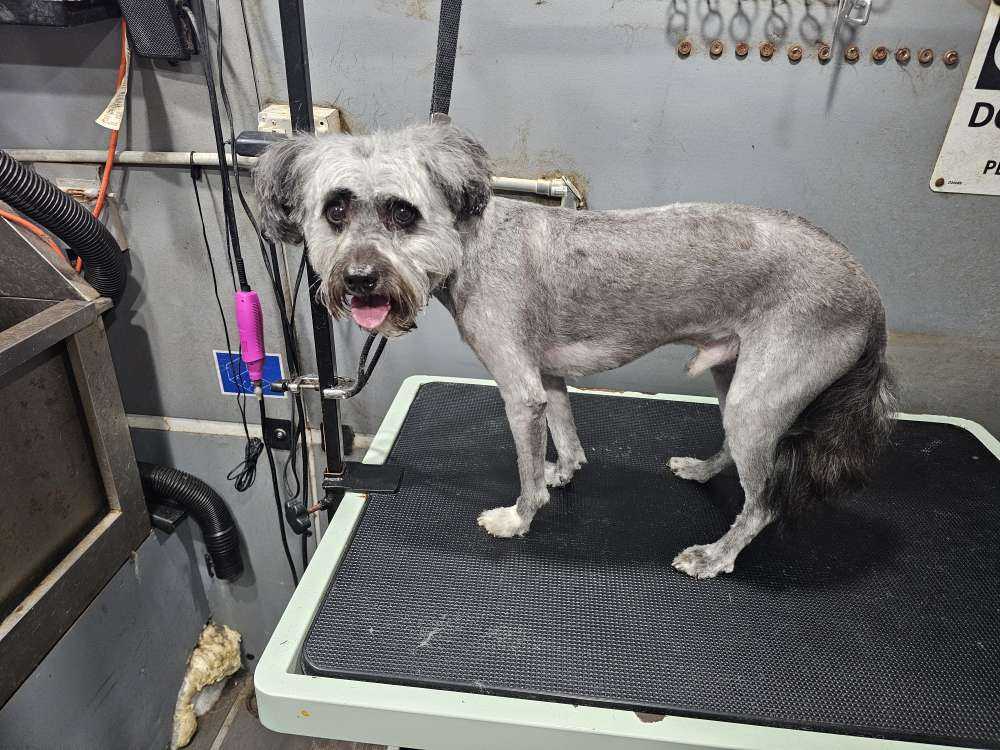 Dog Pet Photo