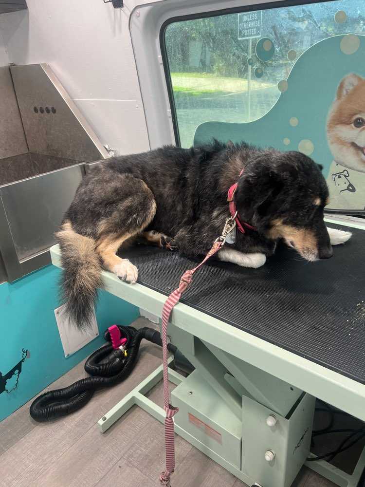 Pet