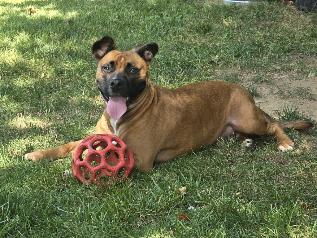 Rocco