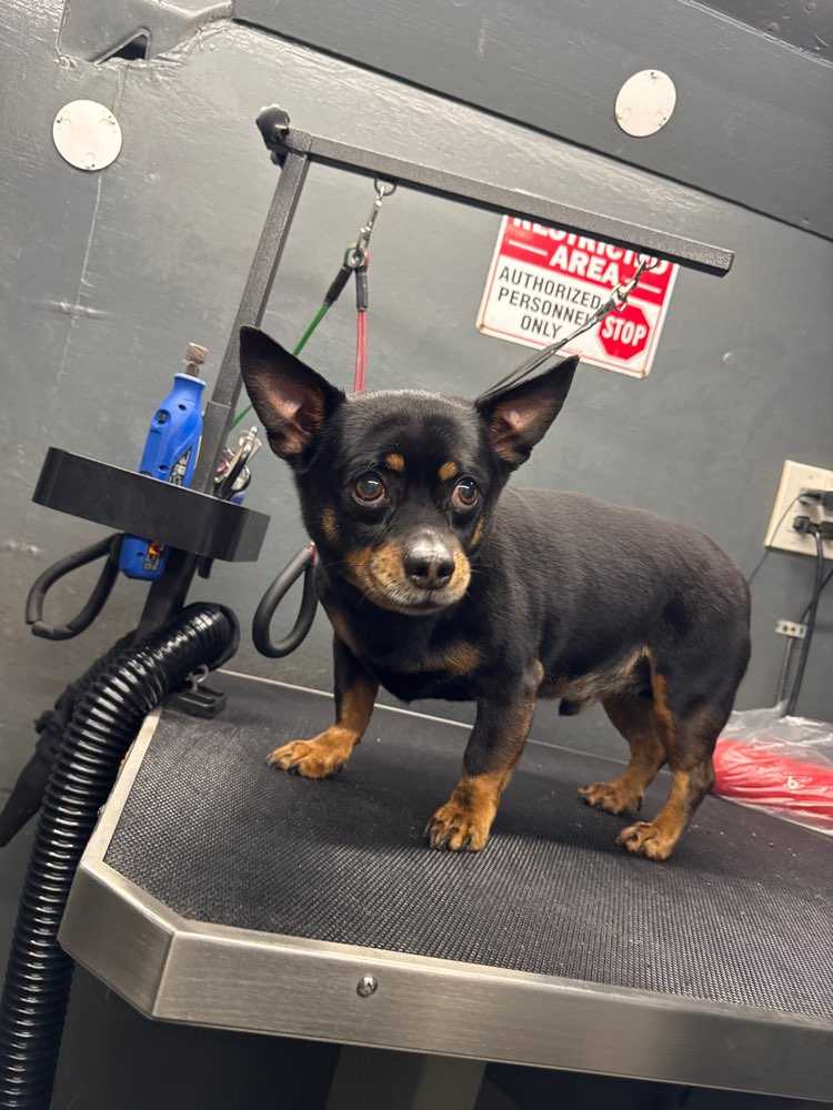 Hank