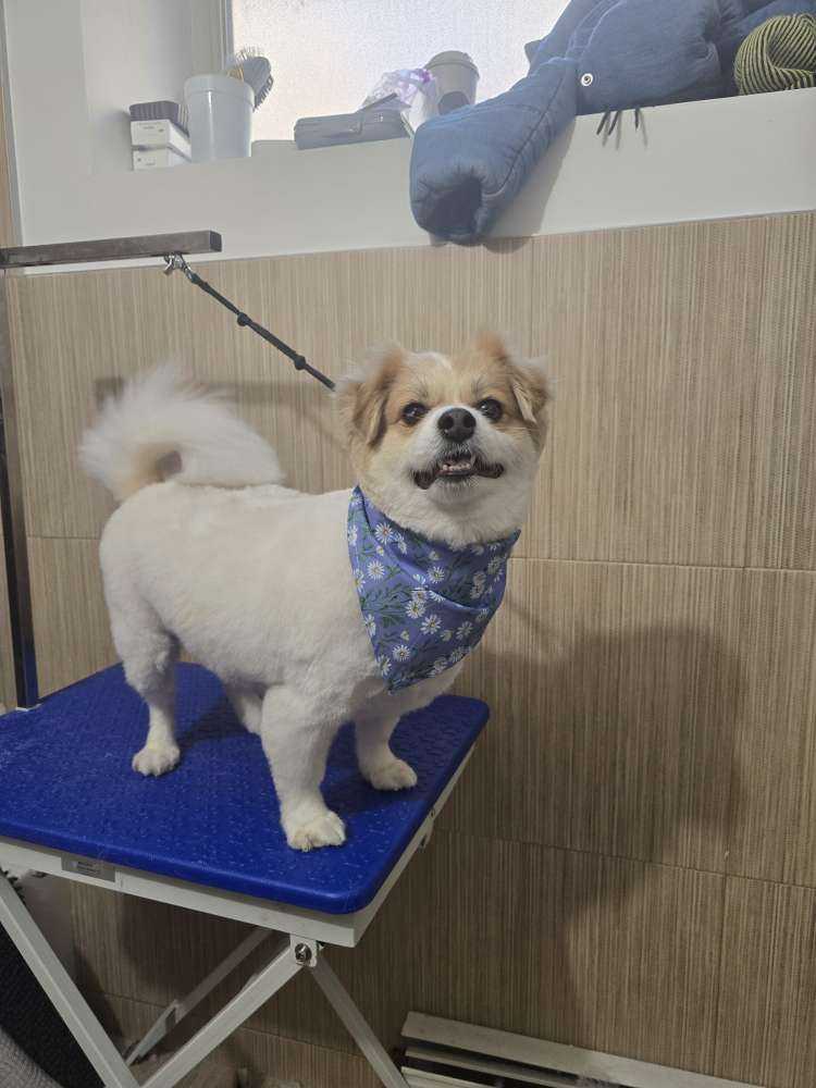 Dog Pet Photo