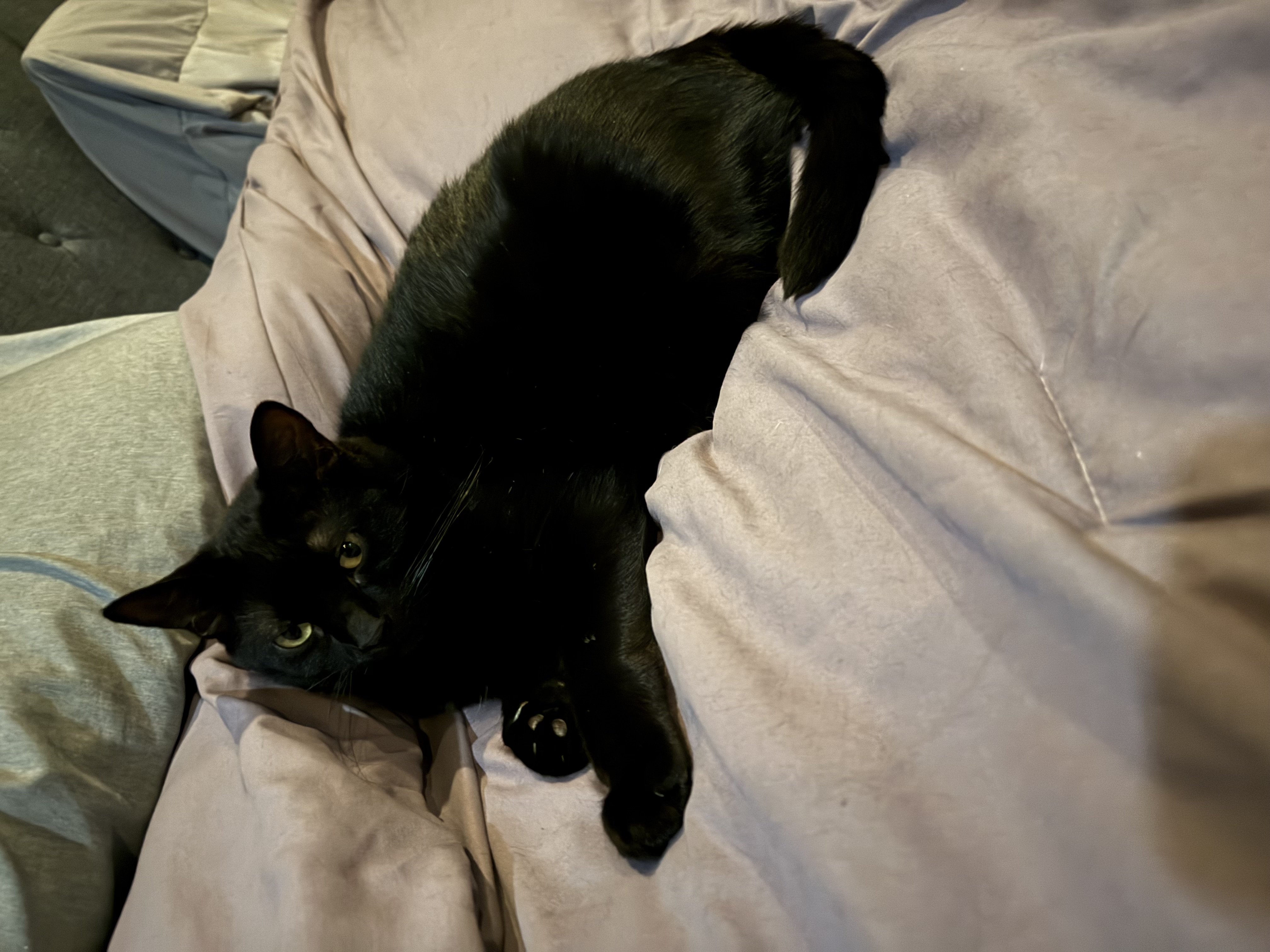 Louie