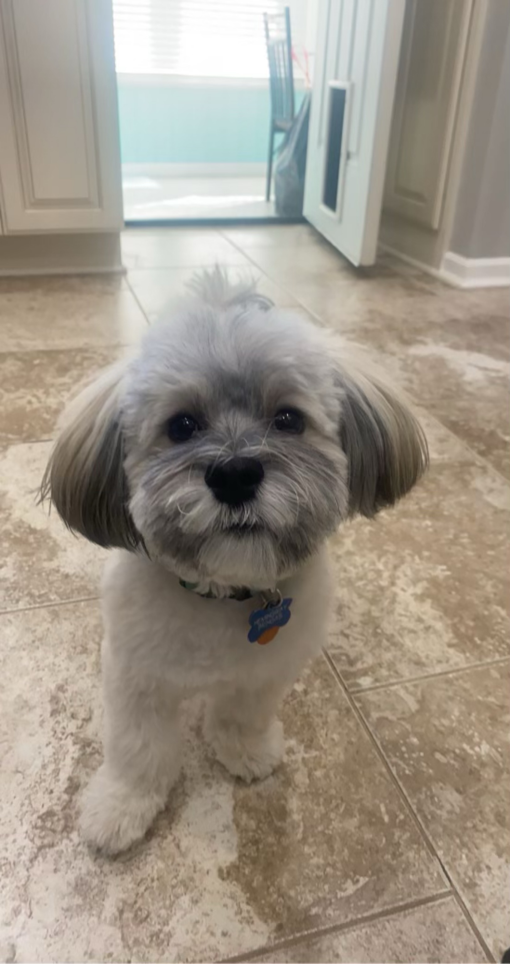 Dog Pet Photo