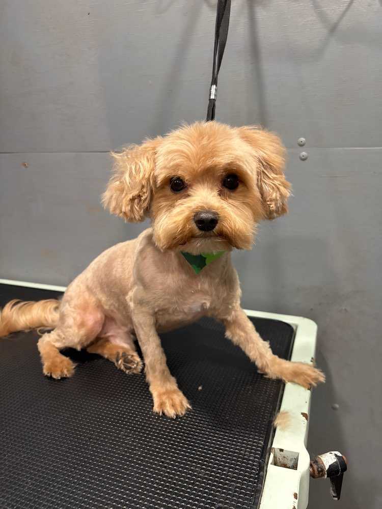 Dog Pet Photo