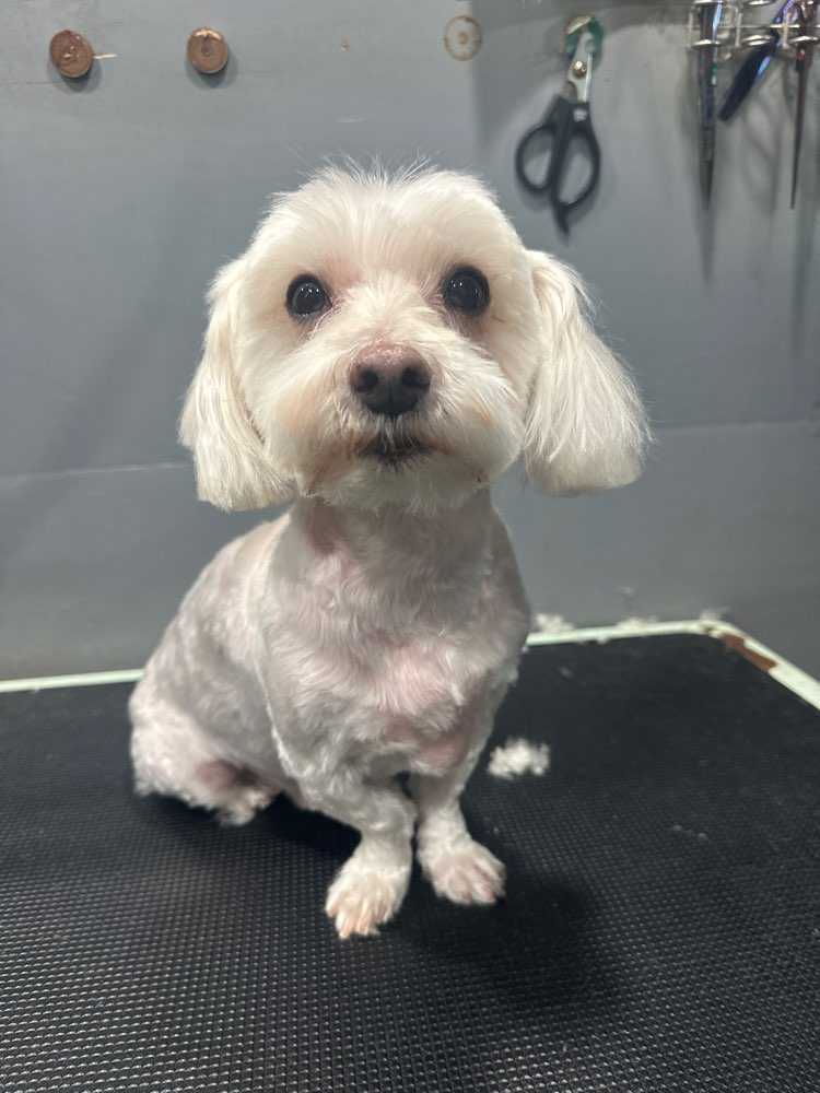 Pet