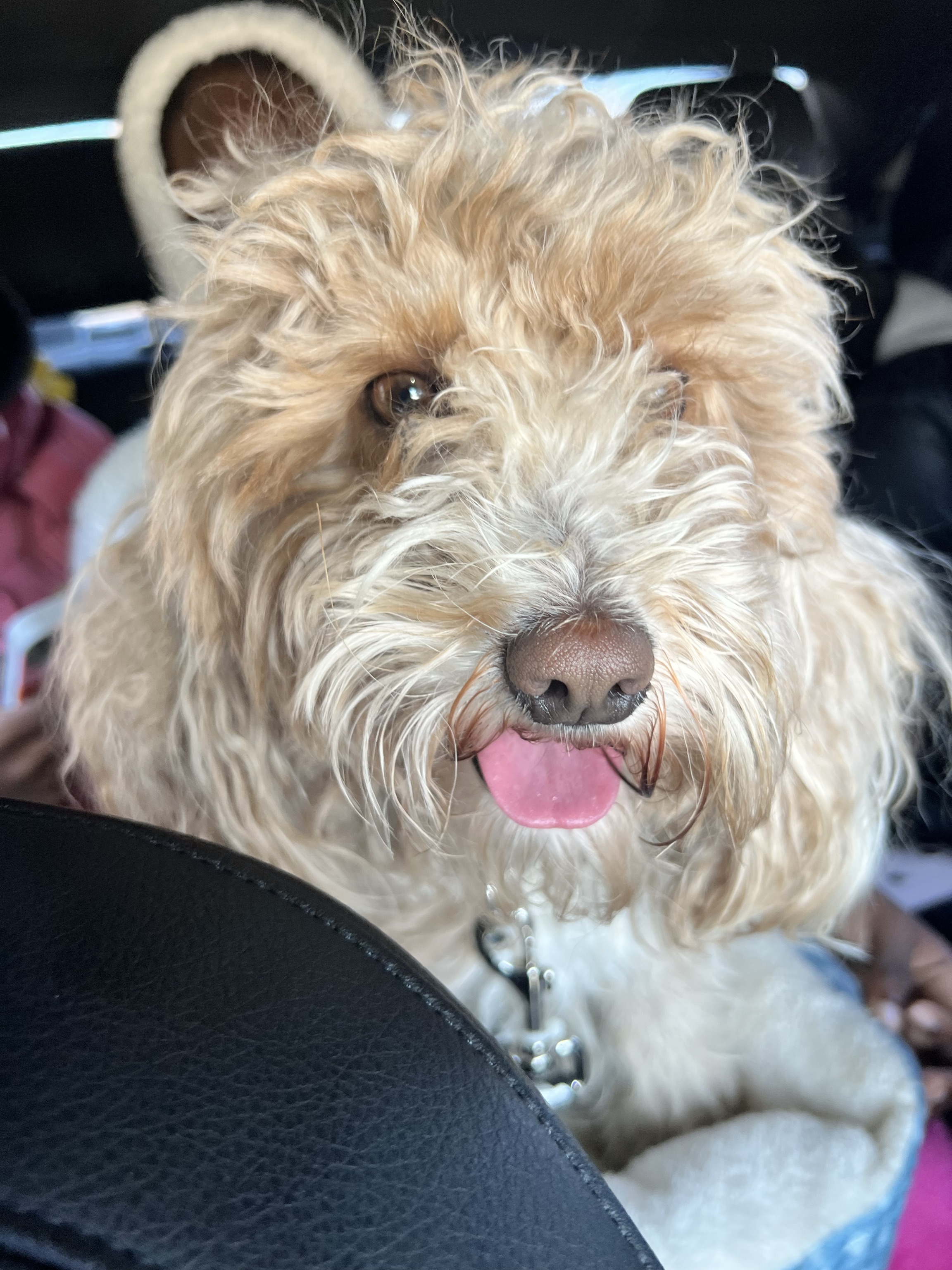 Dog Pet Photo
