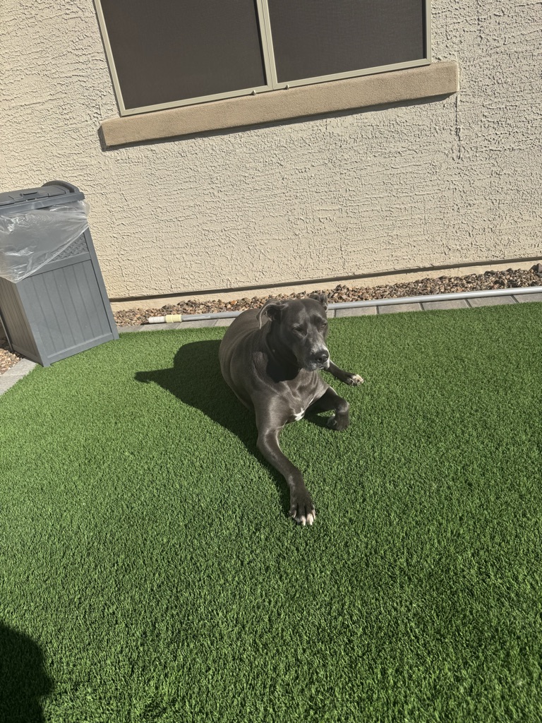 Bama