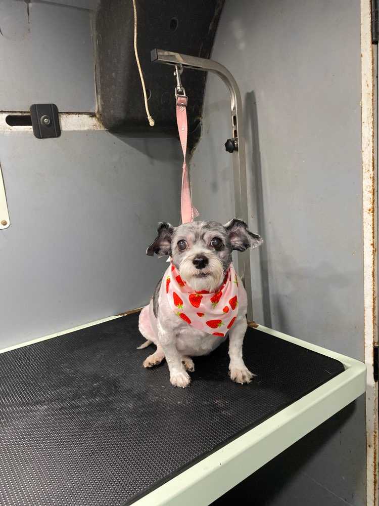 Pepper 