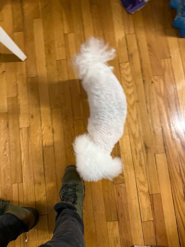 Dog Pet Photo