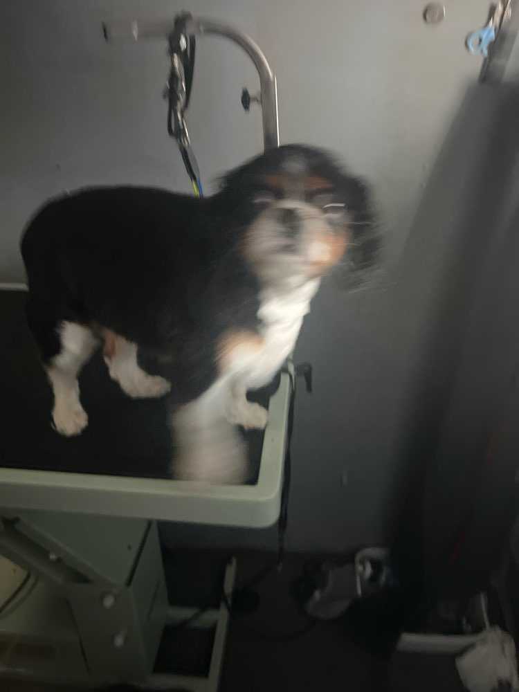 Daisy