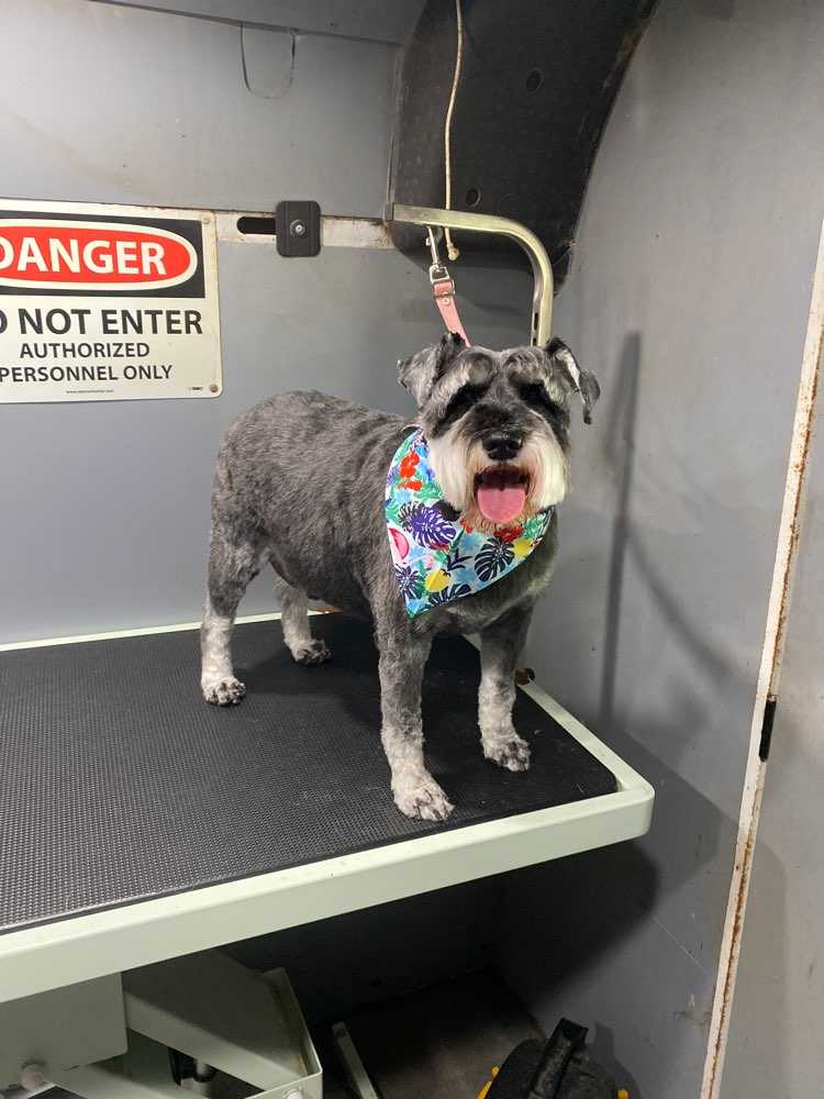 Dog Pet Photo