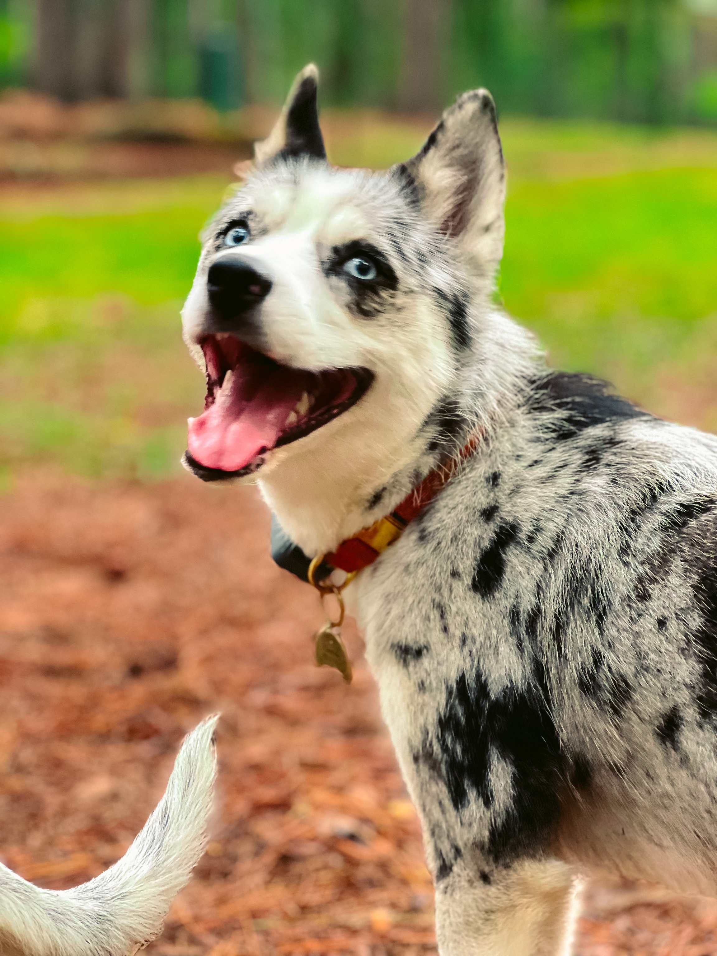 Bowie