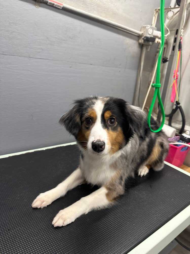 Sade