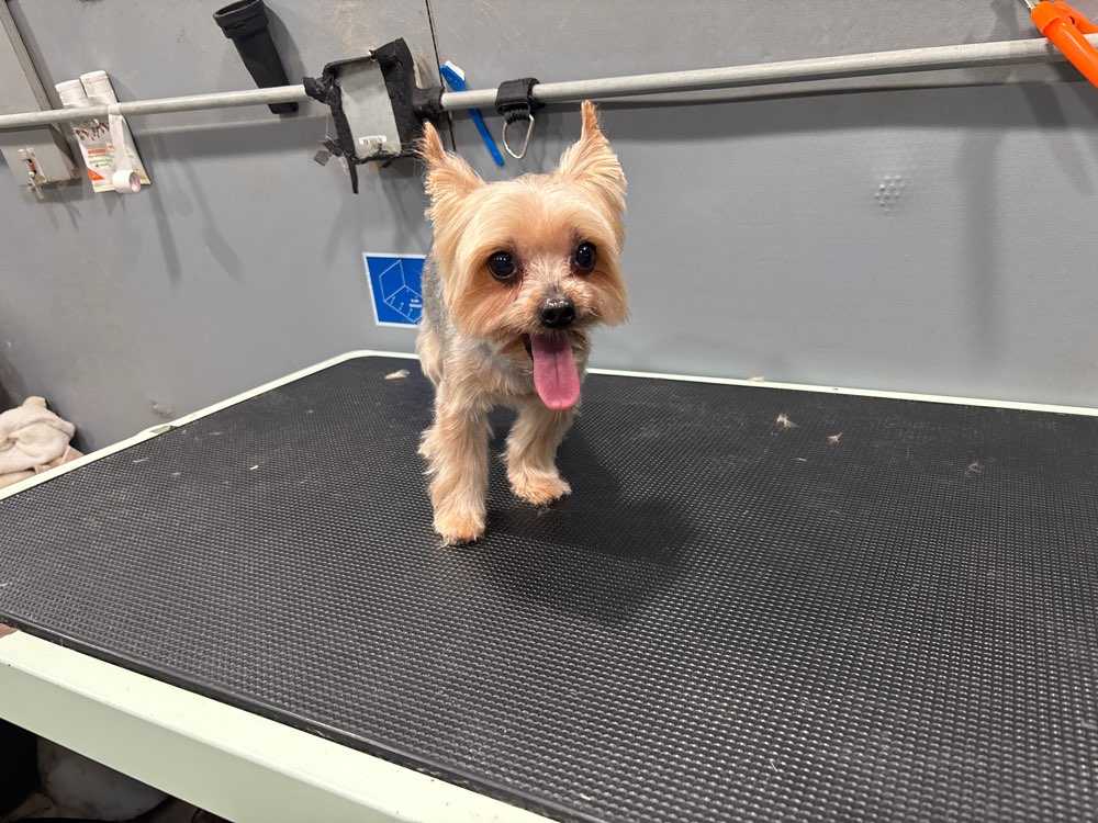 Benji