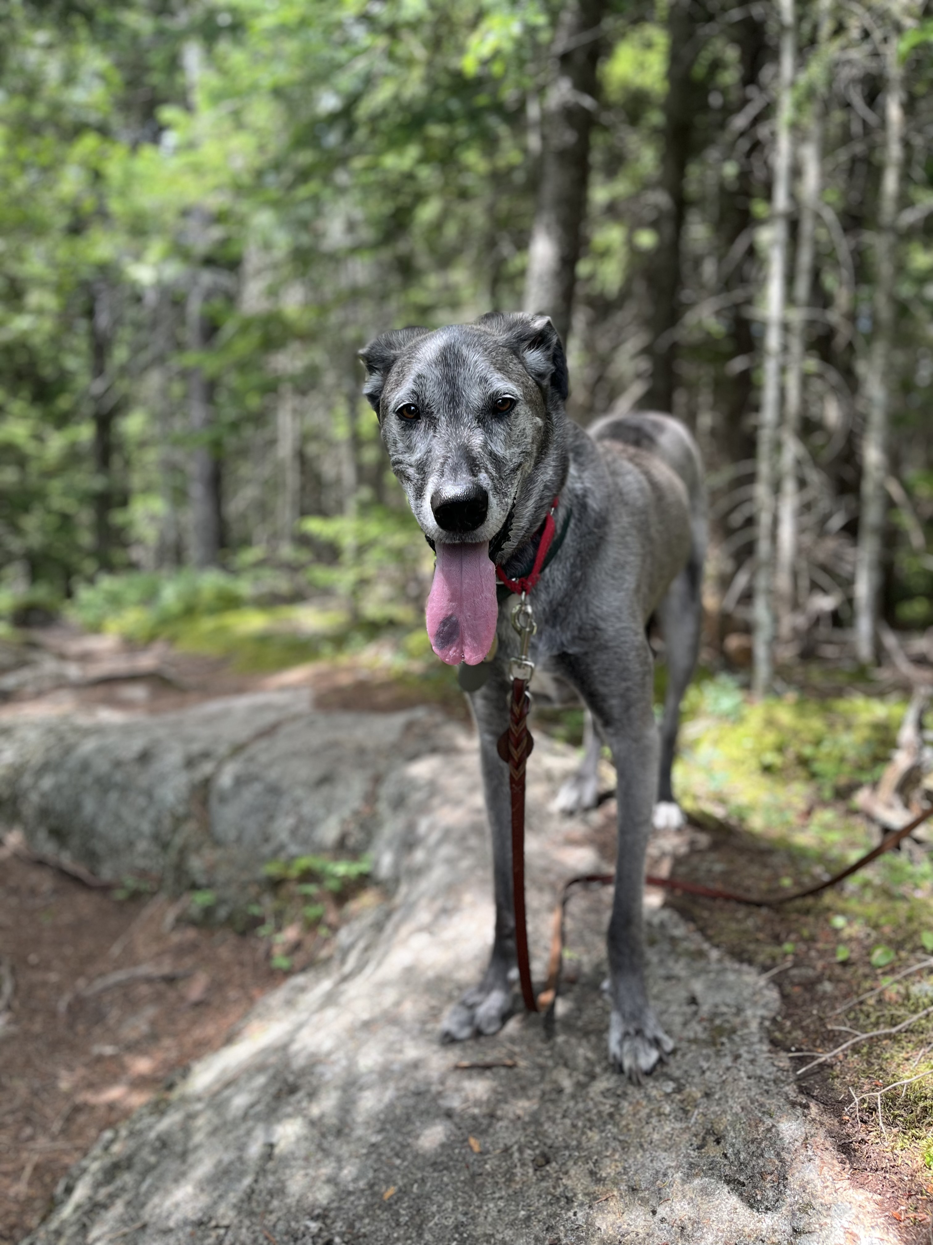 Dog Pet Photo
