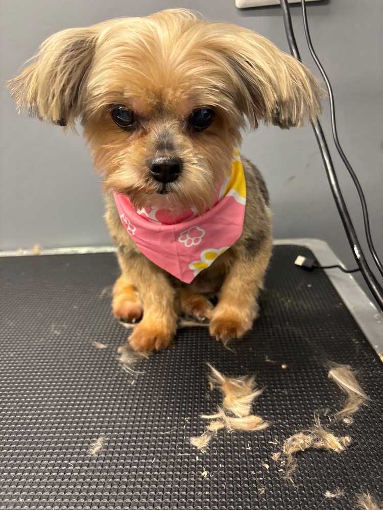Brownie