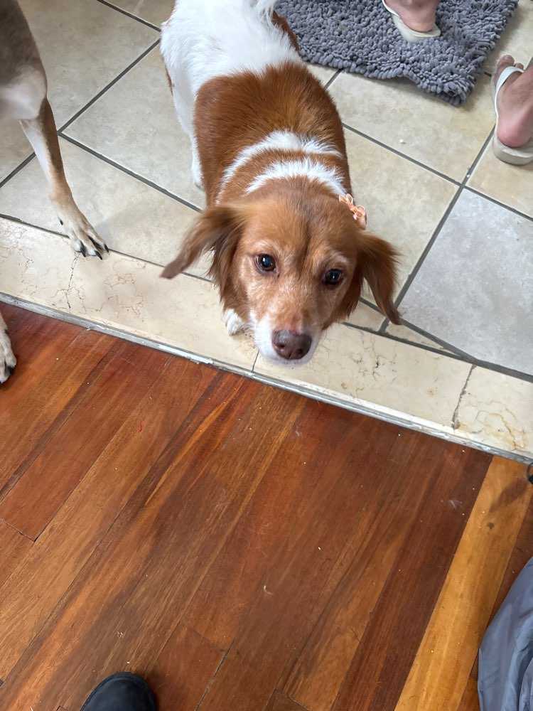 Pet
