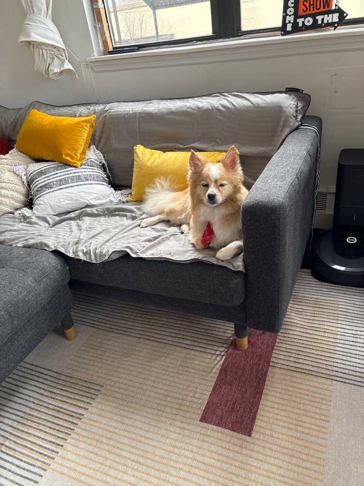 Pet