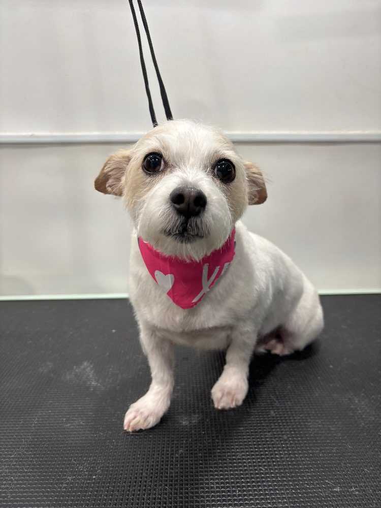 Dog Pet Photo