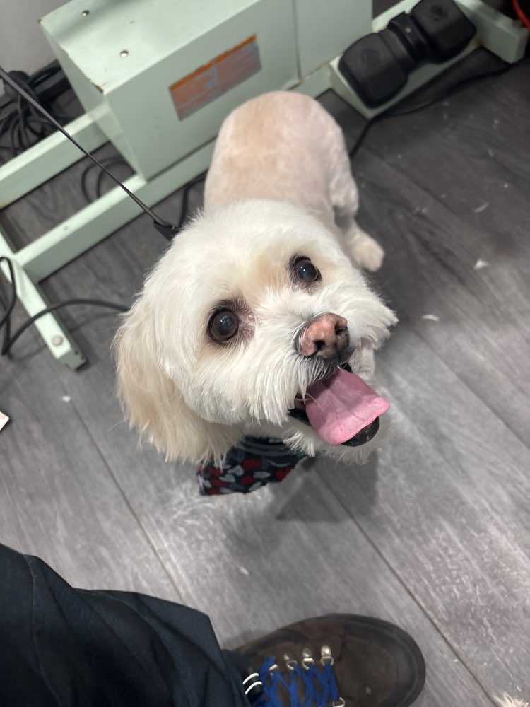 Pet
