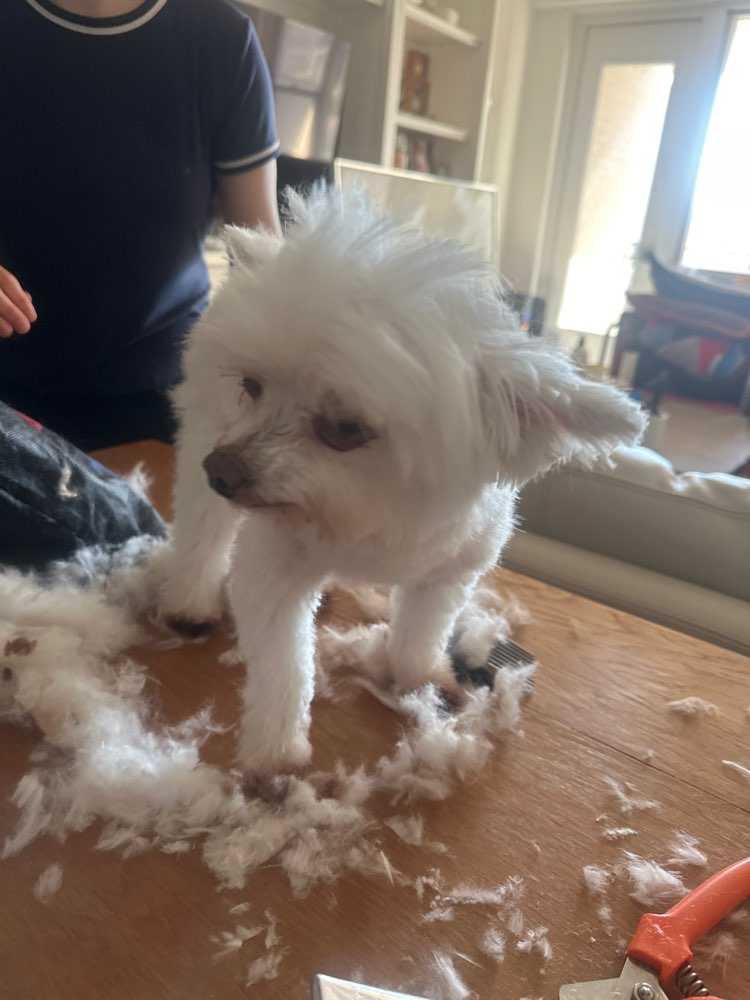 Dog Pet Photo