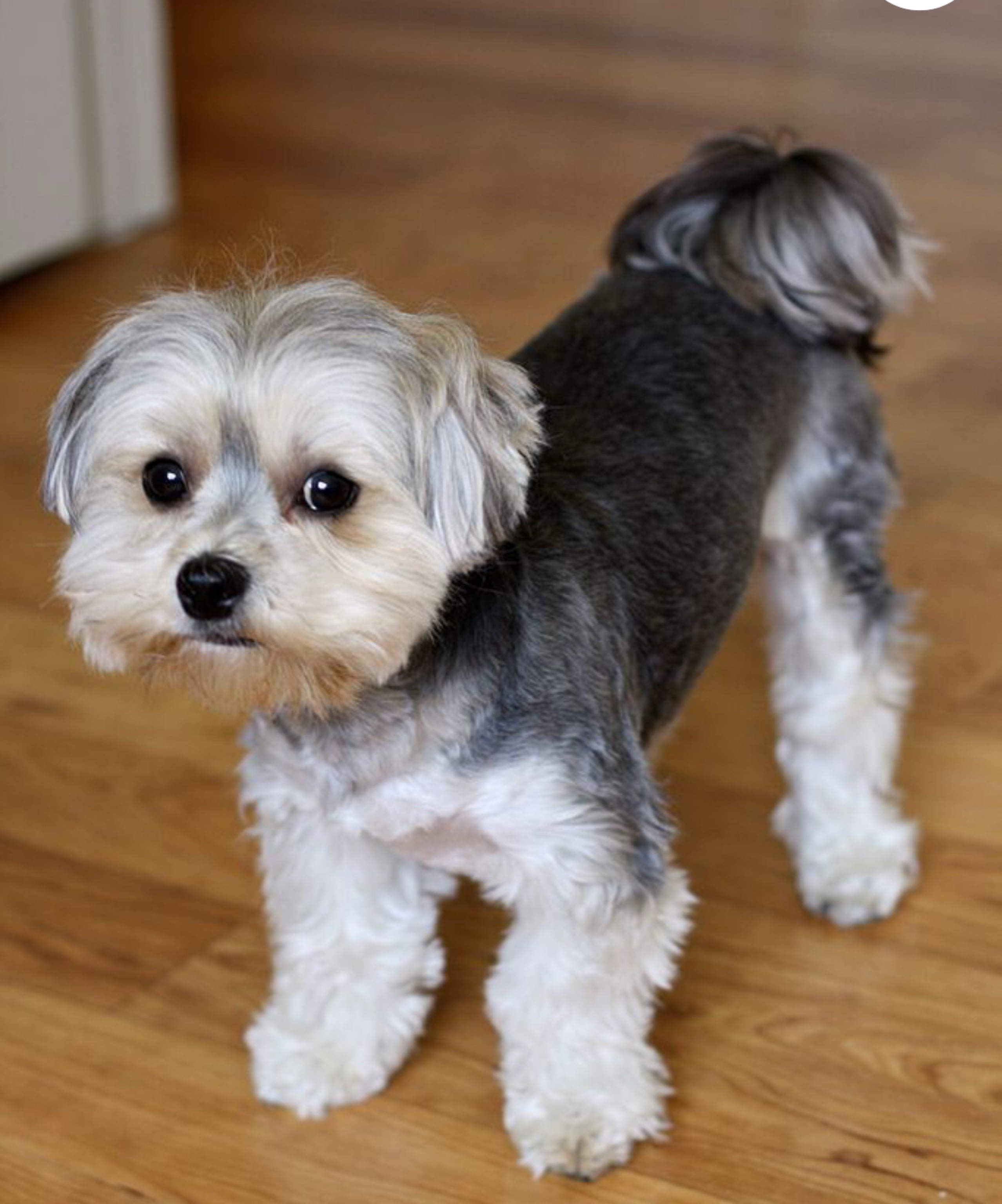Dog Pet Photo