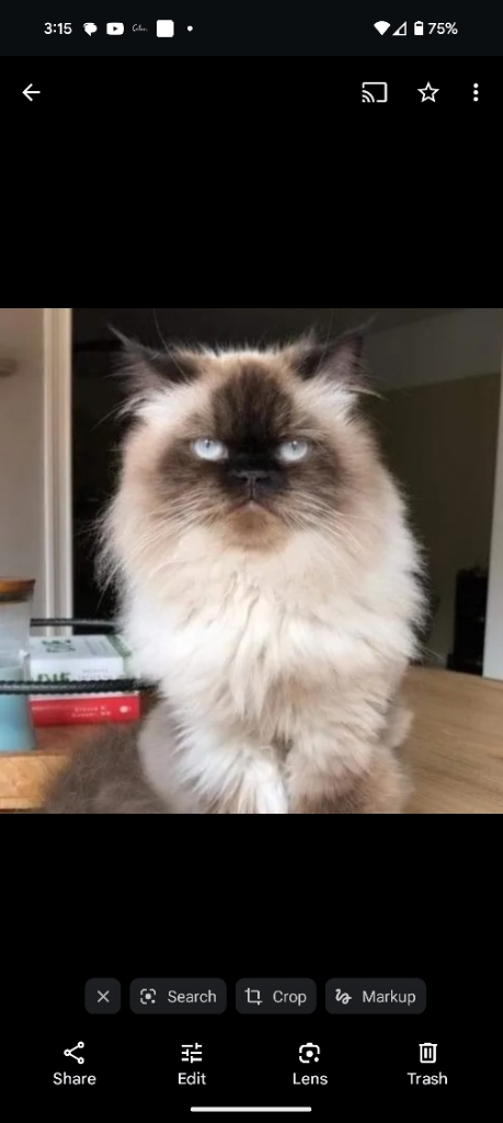 Cookie 