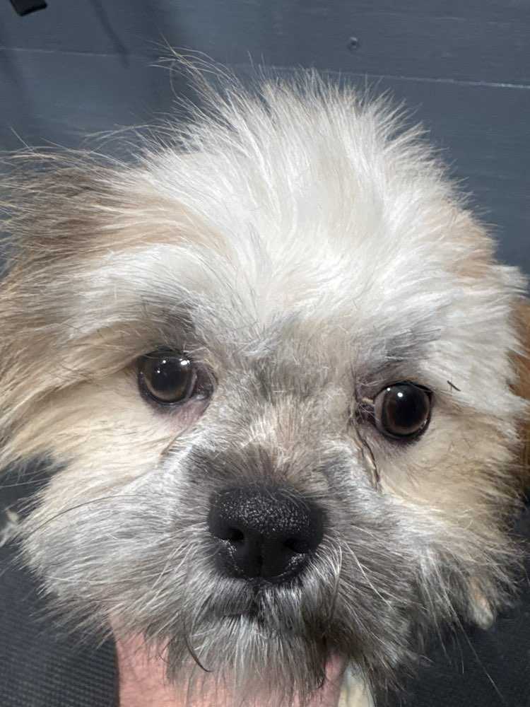 Cocoa