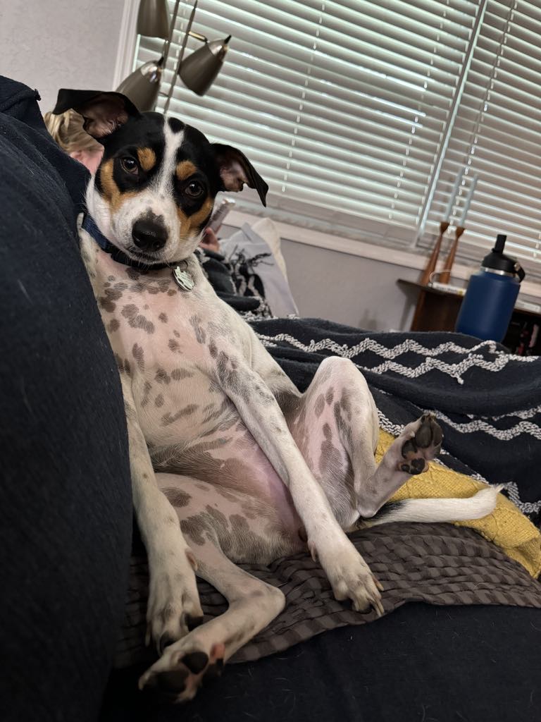 Pet
