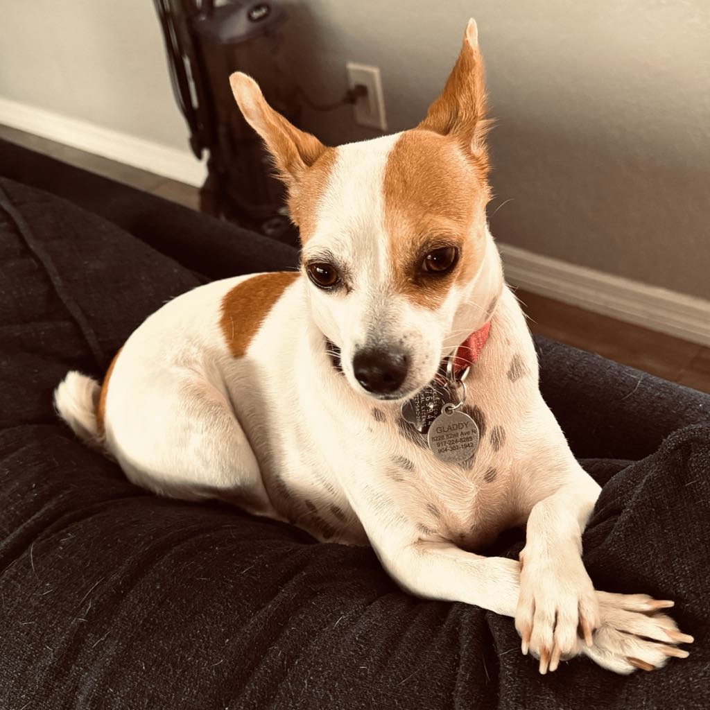 Pet