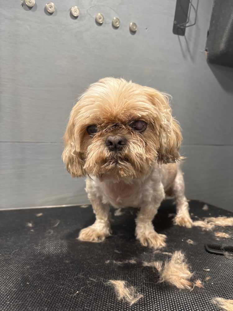 Oscar