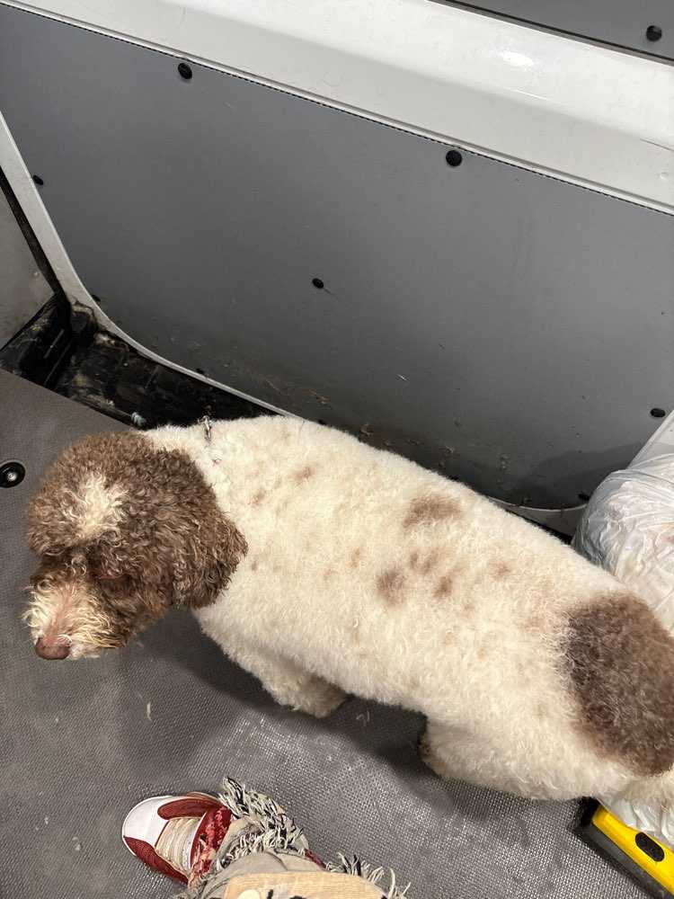 Stella