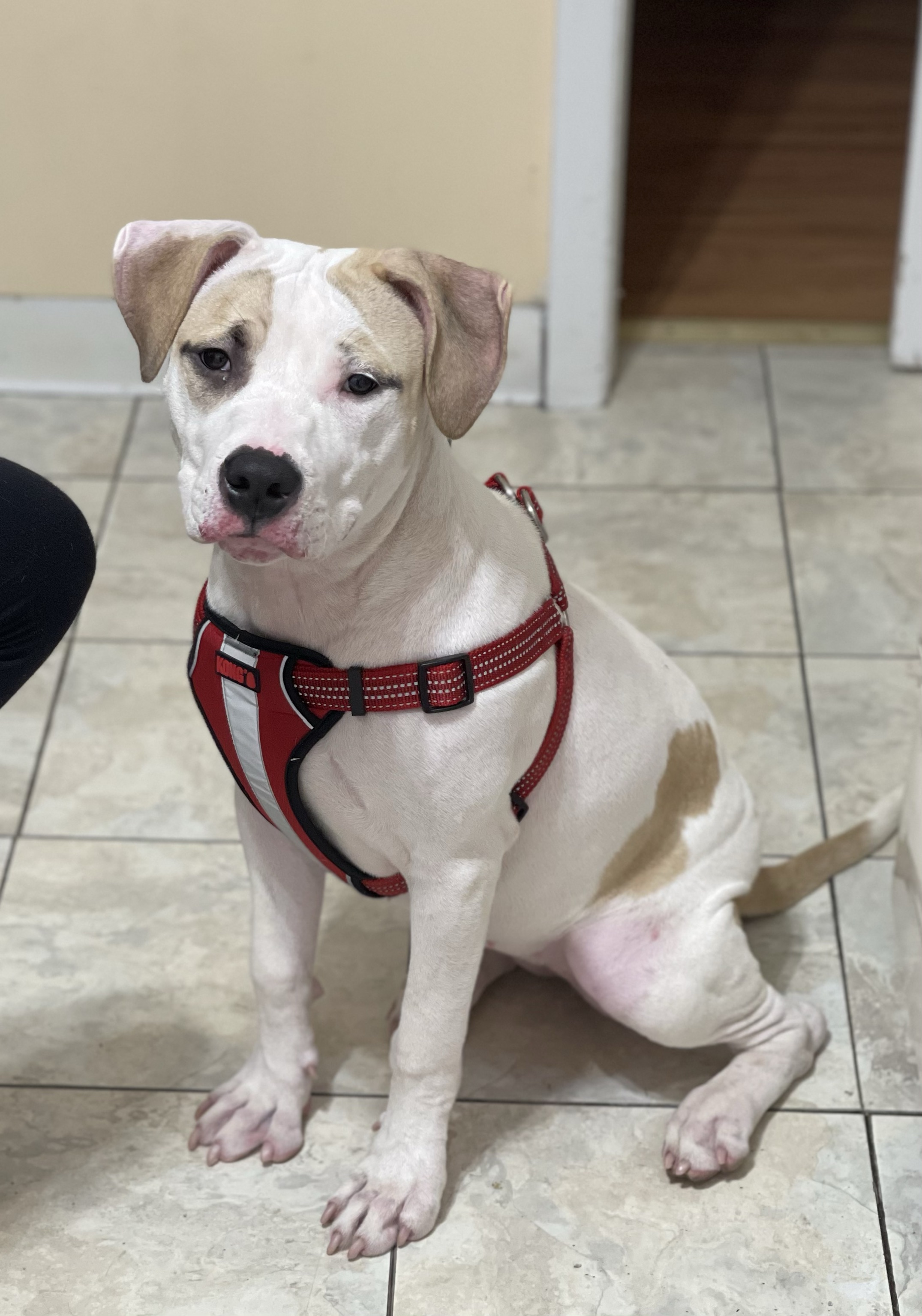 nyla