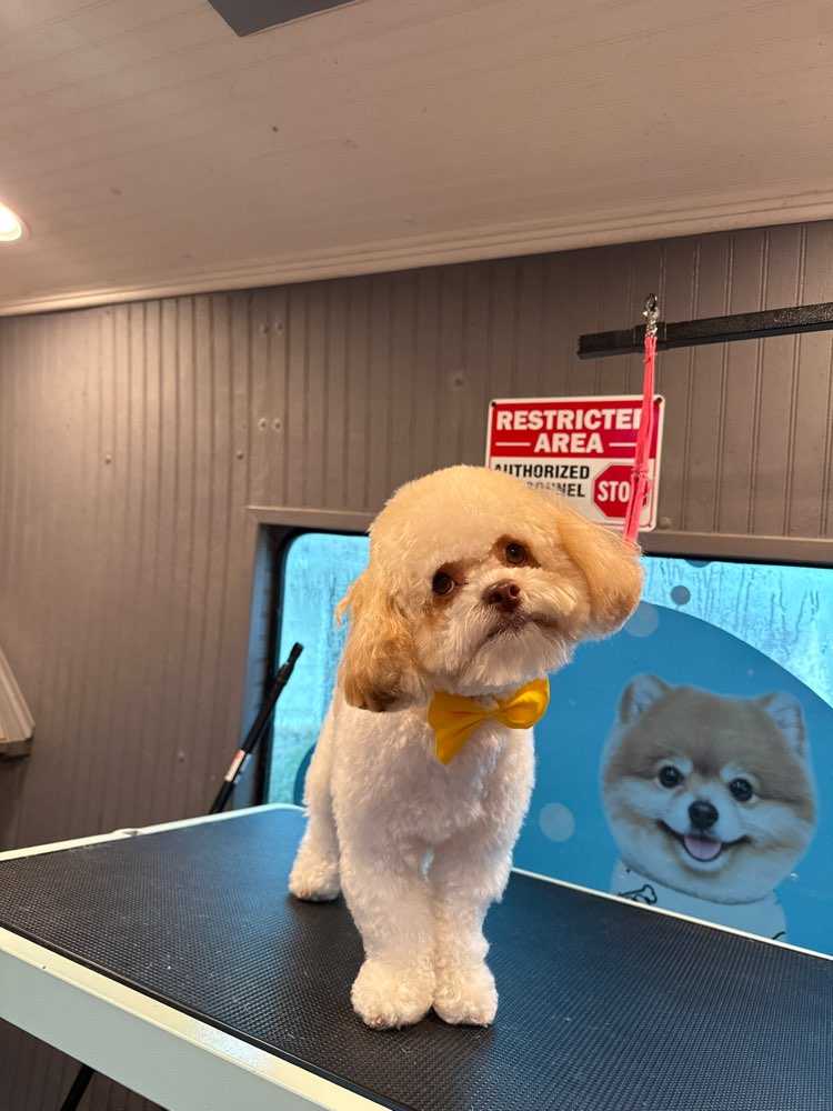 Benji