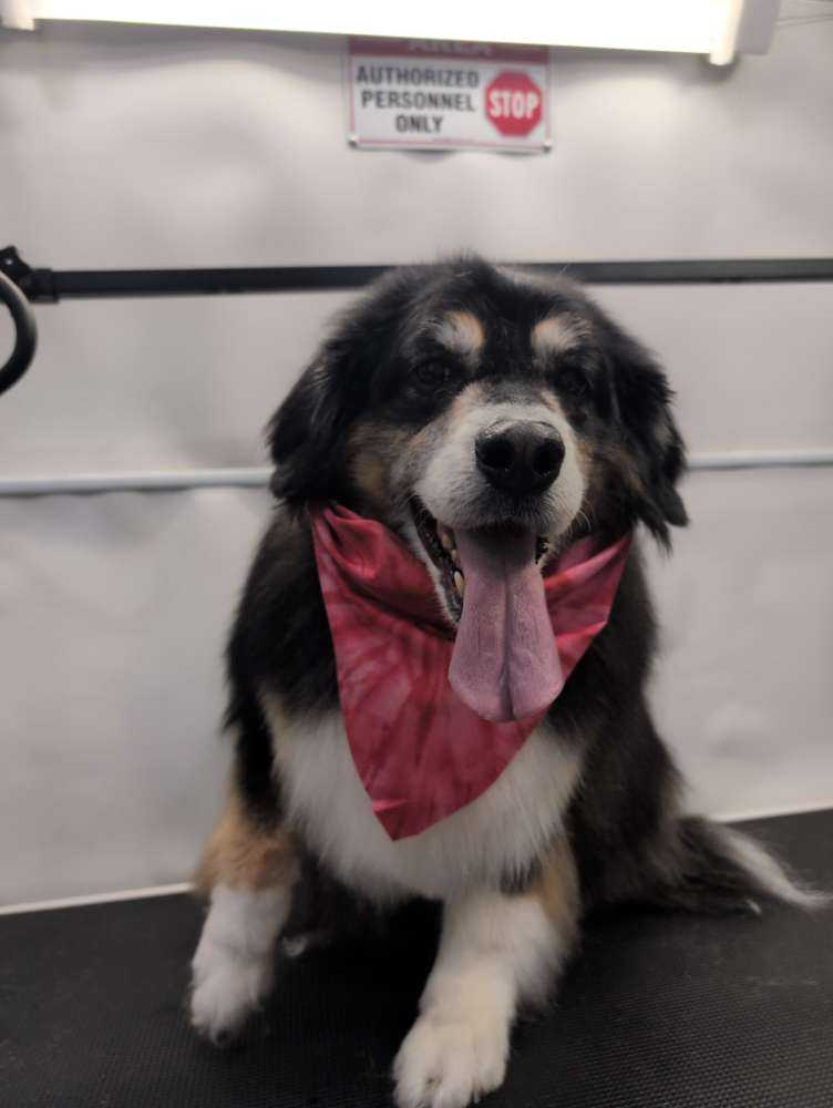 gracie