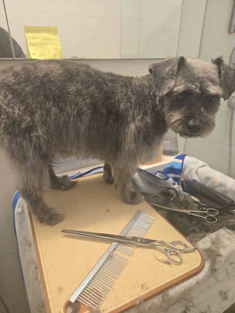 Pet