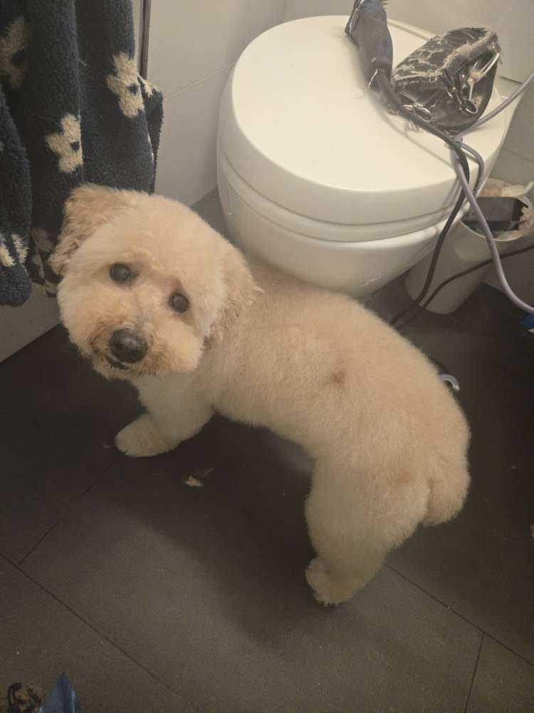 Pet
