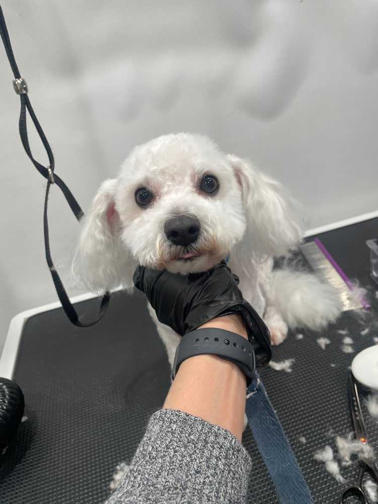 JAZ