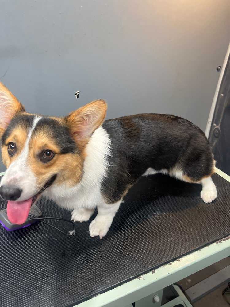 Pet