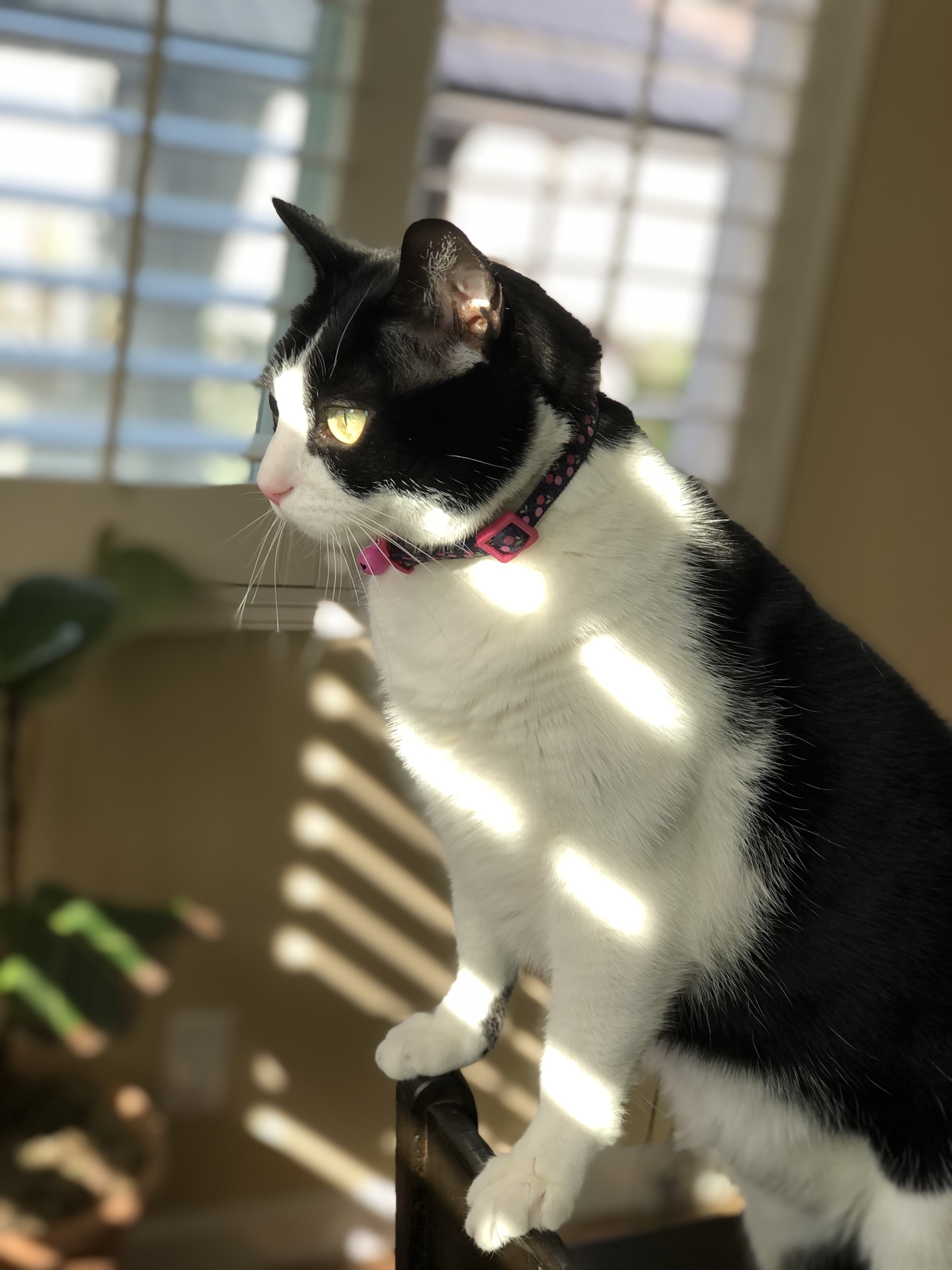 Kitty
