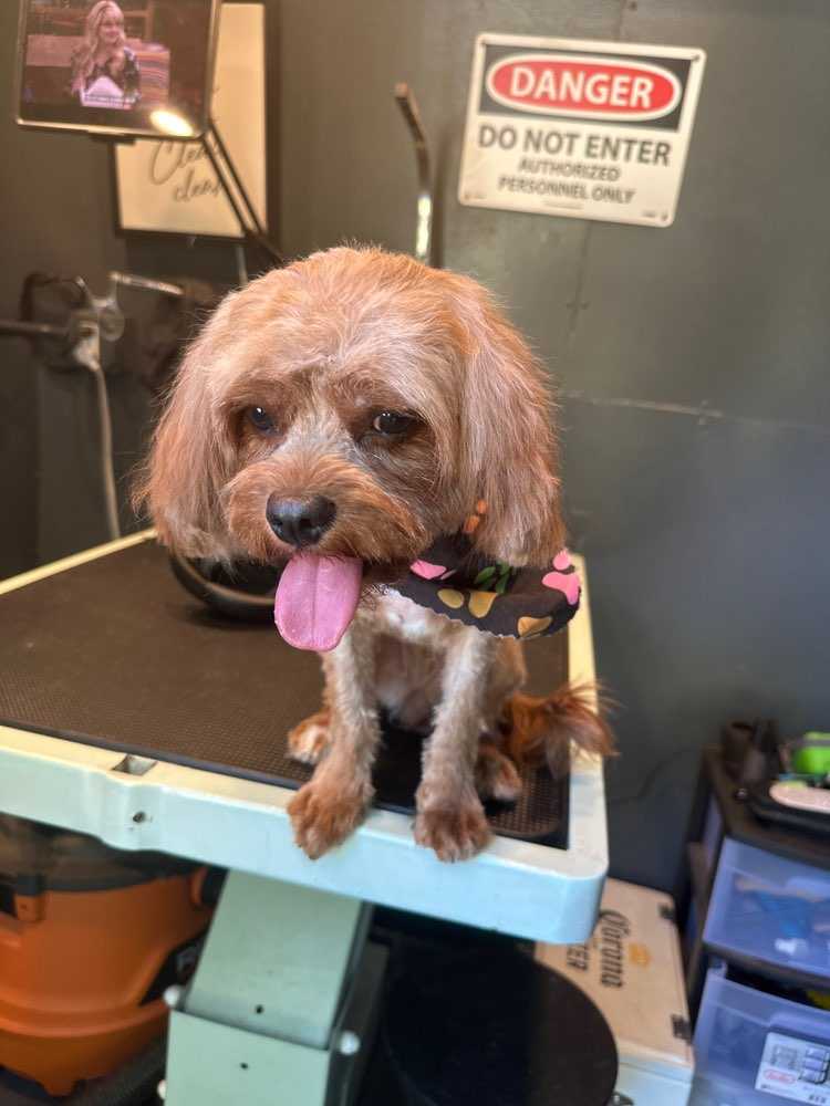 Roxie
