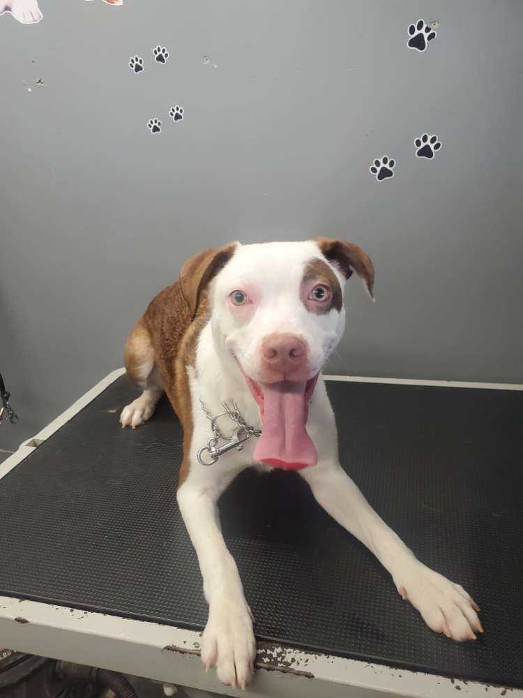 Dog Pet Photo