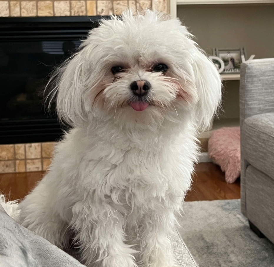 Dog Pet Photo