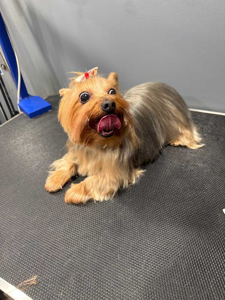 kima