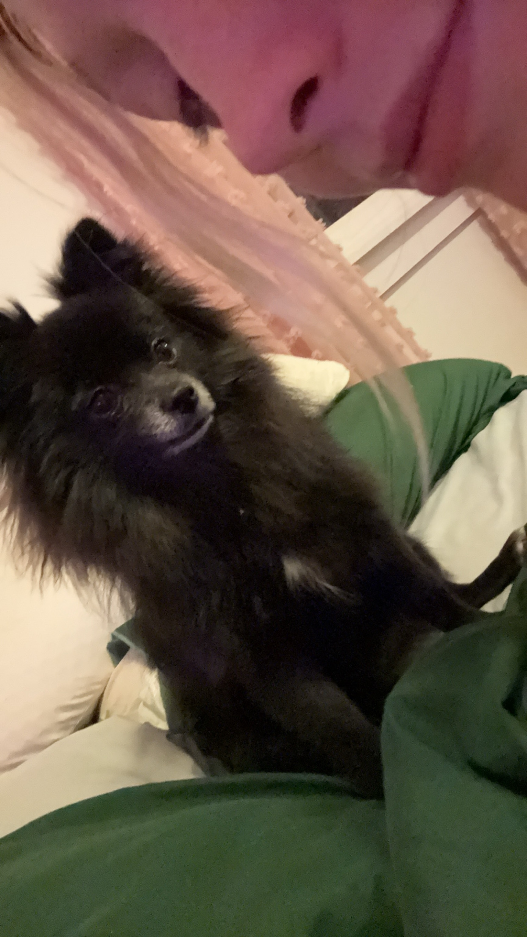 Bear