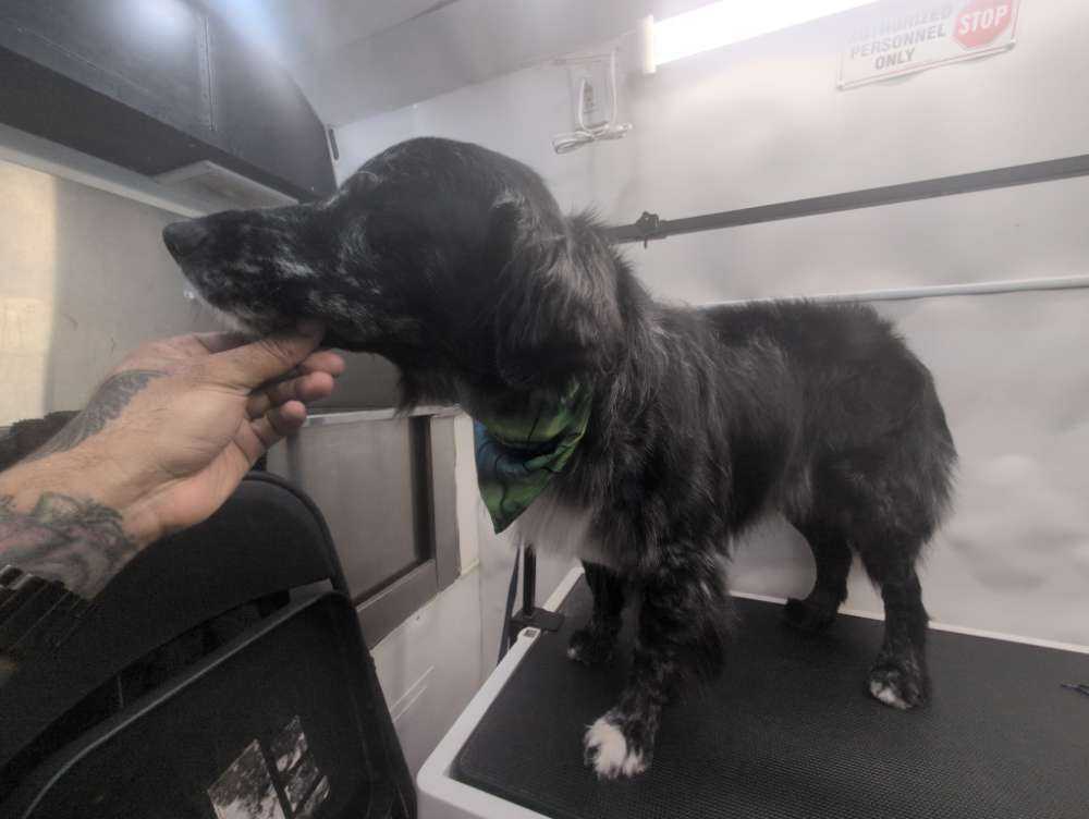 Dog Pet Photo